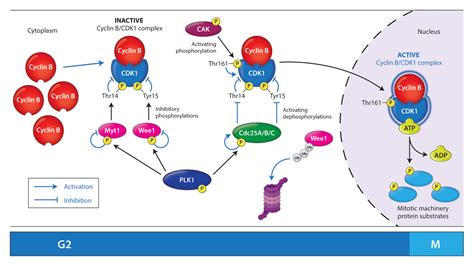activation  cyclin bcdk complex slk art