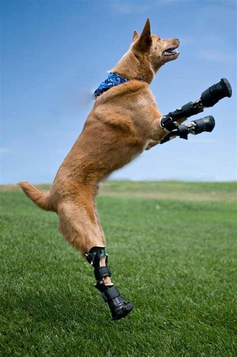 Bionic Dog Disabled Dog Cute Animals Animals