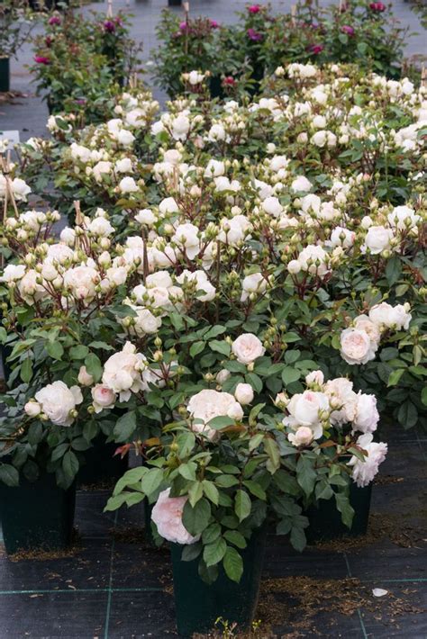 Beetrose Stephanie Baronin zu Guttenberg - Rosa Stephanie Baronin zu ...