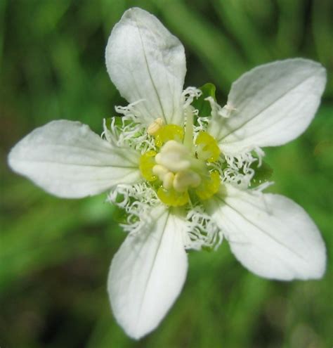 Parnassia Fimbriata Fringed Grass Of Parnassus Rocky Mountain