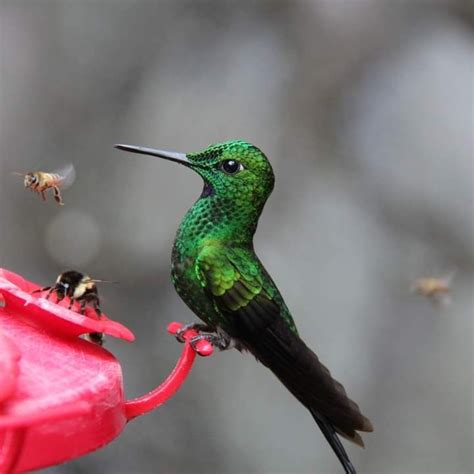 Brillant Fer De Lance En Beaux Oiseaux Photos Animaux Sauvages