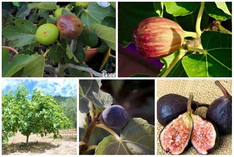 5 Fig Trees For Usda Zone 5 Best Cold Hardy Varieties