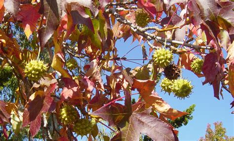 Removal Of Sweetgum Trees In Georgia Elite Tree Care