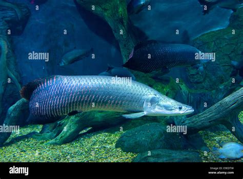 arapaima  res stock photography  images alamy