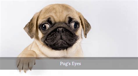 Pug Lifespan: How Long Does a Pug Live? [+Tips for Staying Healthy]