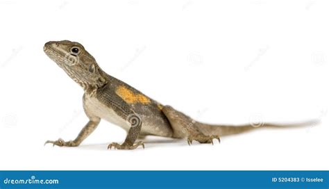 Agama Lizard Stock Image | CartoonDealer.com #54291295