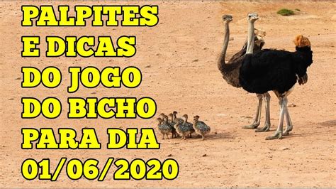 Jogo Do Bicho Palpites E Dicas Para O Dia Youtube