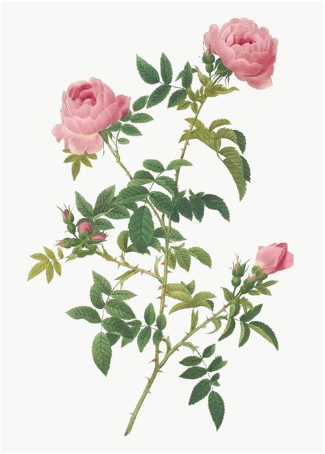 Rose Of The Hedges Transparent Png Free Image By Rawpixel