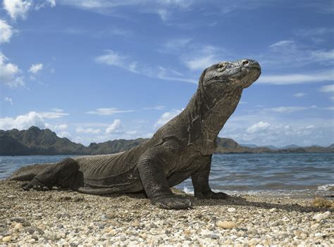 Interesting Facts of Komodo Island Tourists Need to Know