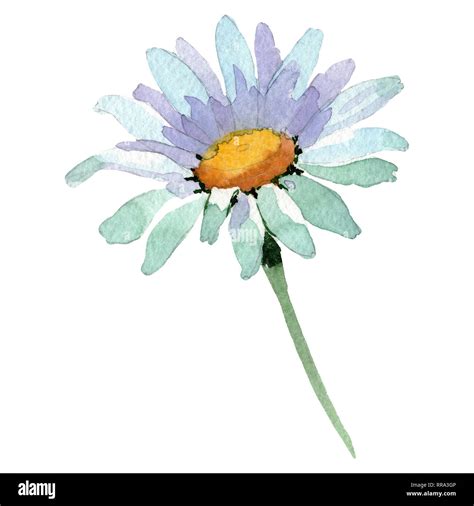 Рисуем ромашки гуашью поэтапно (много фото) - drawpics.ru