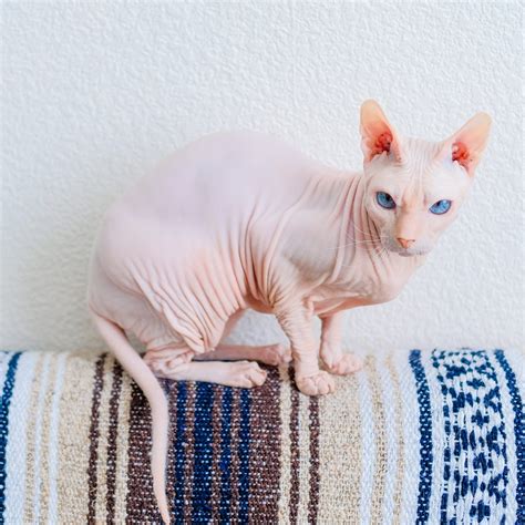 【ドンスコイ】性格・寿命・値段などまとめ！ - 猫の種類図鑑