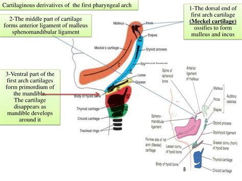 Ppt Bilaminar Disc Powerpoint Presentation Free Download Id6893991