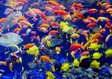 🐠В 2025 году используем лучший грунт для аквариумов