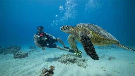 Oahu: Waikiki Discovery Scuba Diving for Beginners | GetYourGuide