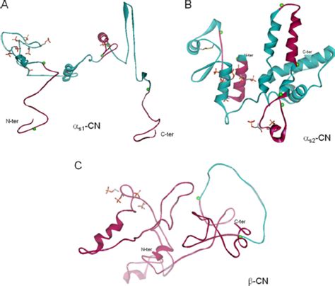 D Models Of S Casein A S Casein B And Casein C