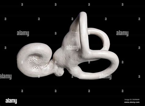 Inner ear hi-res stock photography and images - Alamy