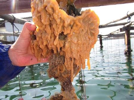 carpet sea squirt marine pest deck invasive species guide marine