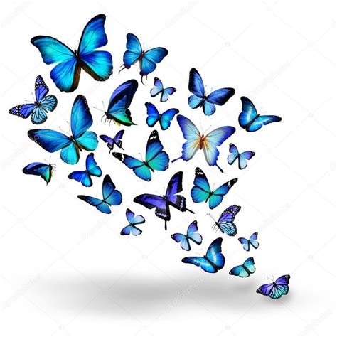 Muitas Borboletas Diferentes Azuis Voando Butterfly Art Butterfly