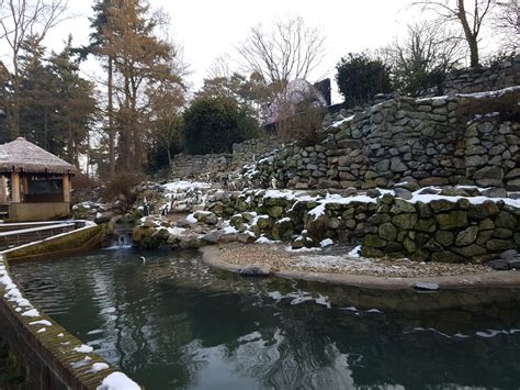 Humboldt penguin-enclosure - ZooChat