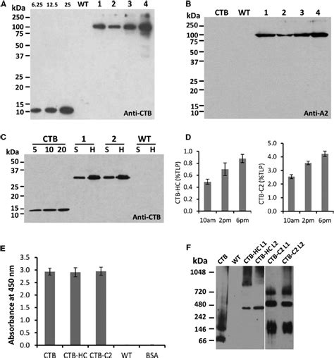 Characterization Of CTB HC And CTB C2 Expression In Tobacco