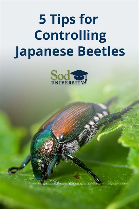 How To Get Rid Of Japanese Beetles Sod Solutions Japanese Beetles Japanese Beetle Grubs Beetle