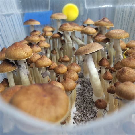 Jedi Mind Fuck Spore Syringe Basidium Equilibrium