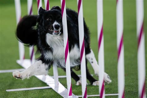 Border collie named Verb wins agility title at Westminster dog show