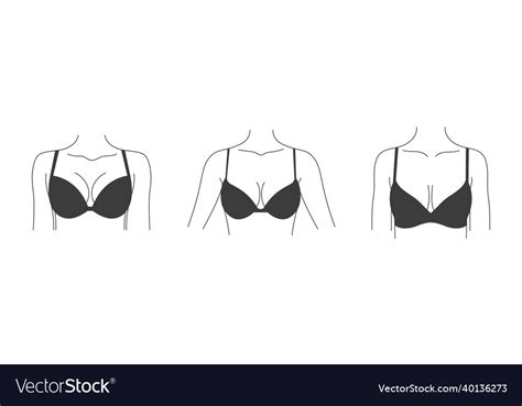 Types Of Bras Collection Lingerie Womens Vector Image