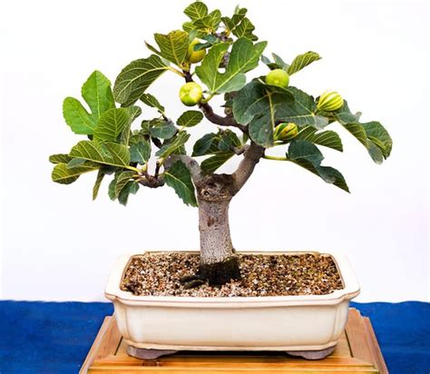 Feigenbaum Winterhart Samen Obstb Ume Bonsai Baum Feigen S Ulenobst