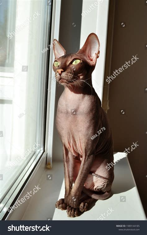 Naked Sphinx Cat Huge Green Eyes Stock Photo Shutterstock
