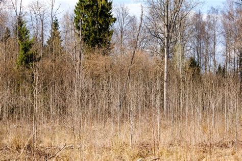 Naked Tree Branches In Early Spring With No Leaves On Grey Day Stock Image Image Of Blooming