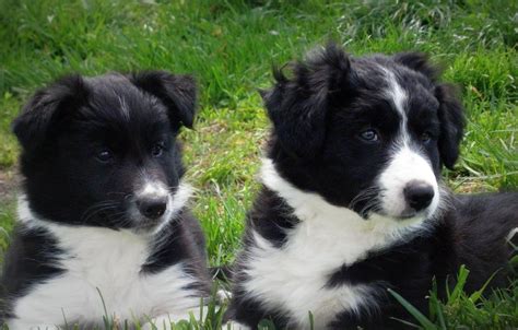 27 Fluffy Border Collie Picture Bleumoonproductions