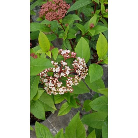 Viburnum Tinus Quimper Laurier Tin Bicolore