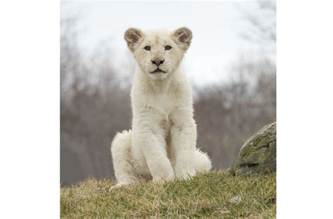 12 baby zoo animals that'll make you go awwww - Today's Parent