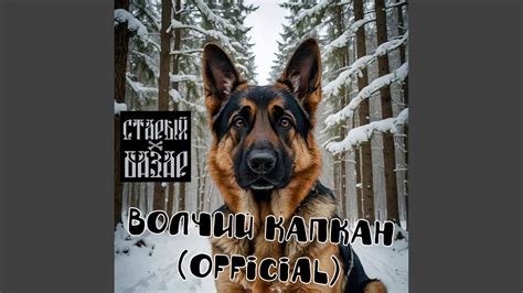 Волчий капкан - YouTube