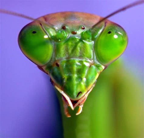 Pin By Michael Vartanian On Chimera Praying Mantis Prey Mantis Cool