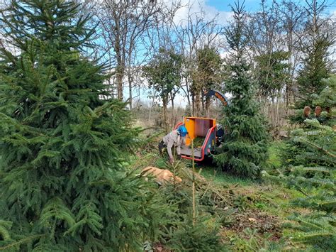 Mulching Christmas Trees Frenchay Christmas Tree Farm