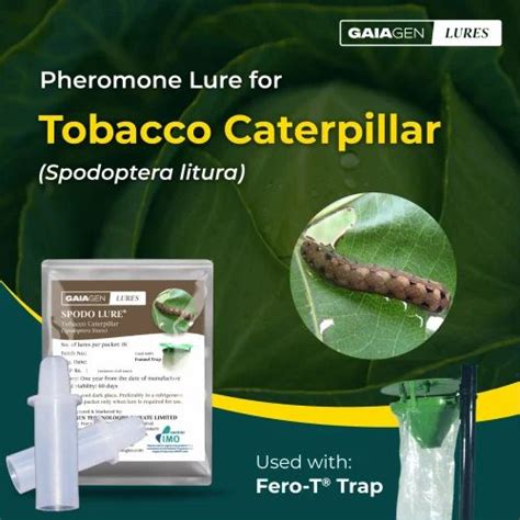 Gaiagen Spodo Lure Pheromone Lure For Tobacco Caterpillar Spodoptera