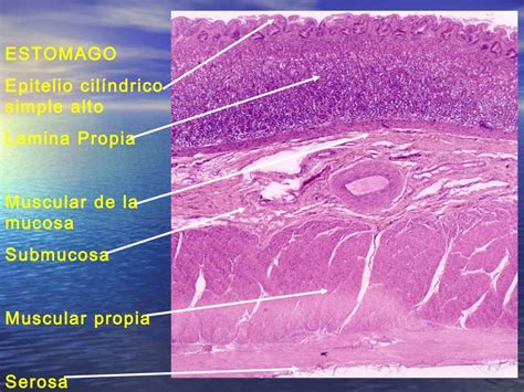 Histologia Do Sistema Digestorio Braincp