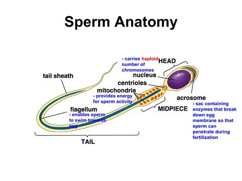 Chapter 17 Reproduction in Humans Lesson 1 - Human Reproductive System