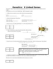 X Linked And Autosomal Worksheet Docx Genetics X Linked Genes