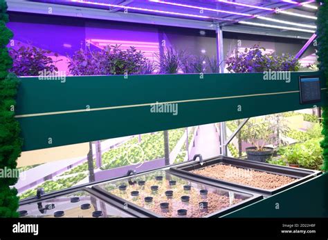 Professional hydroponics setup works. LED lamps lighting, plants