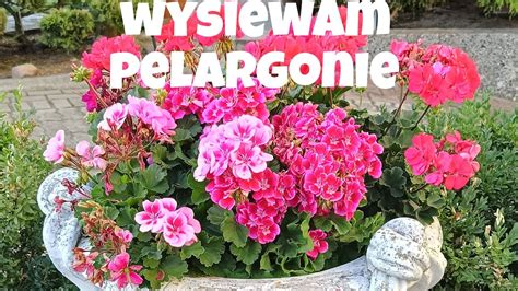 Jak Wysiewam Pelargonie W Styczniu Youtube