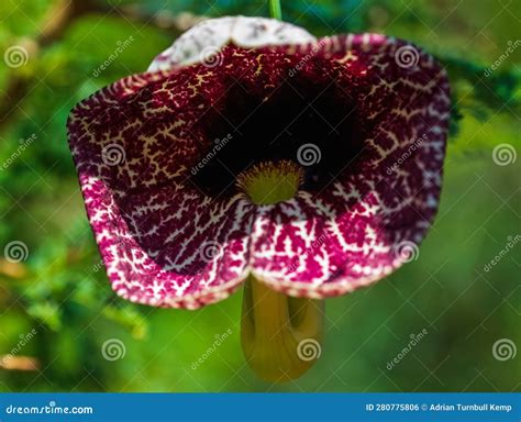 Calico Flower Or Elegant Dutchman`s Pipe Aristolochia Littorali Stock