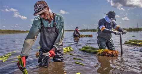 Clean Up Of Everglades Water Polluted By Big Sugar Tries To Keep Up Wusf