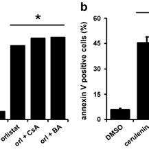 FASN Inhibitors Reduce B16 F10 Melanoma Cell Viability B16 F10 Cells