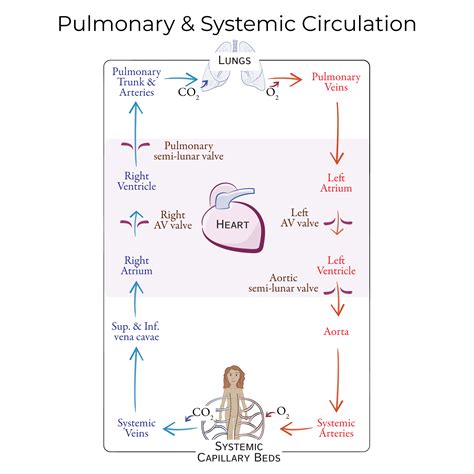 How Blood Flows Through The Body Heart Anatomy & Circulatory System