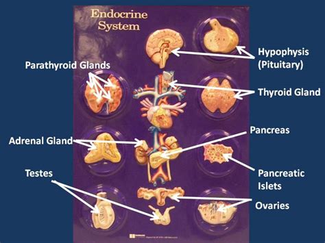 02 Endocrine System Labeled Anatomyphyslab261 Flickr