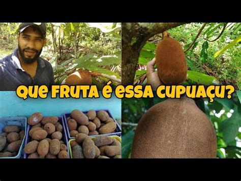 Como Um P De Cupua U Saiba Tudo Sobre Como Plantar Cupua U Fruto