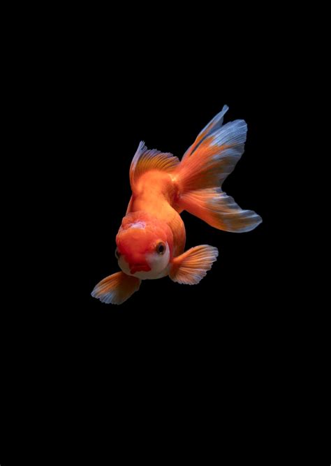 100 Live Fish Wallpapers